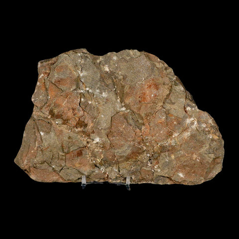 4.5" Brittle Star Ophiura Sp Starfish Fossil Ordovician Age Morocco COA & Stand - Fossil Age Minerals