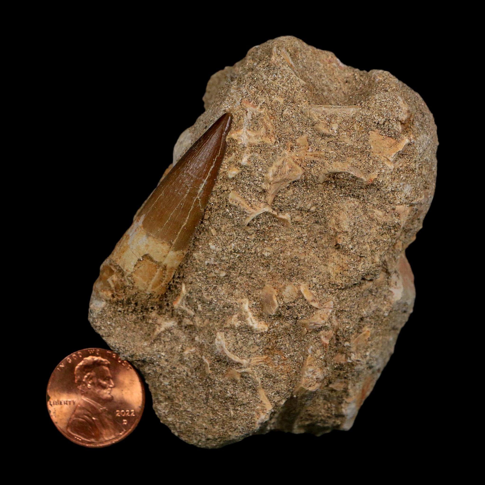 1.6" Plesiosaur Zarafasaura Tooth Fossil In Matrix Cretaceous Dinosaur Era COA