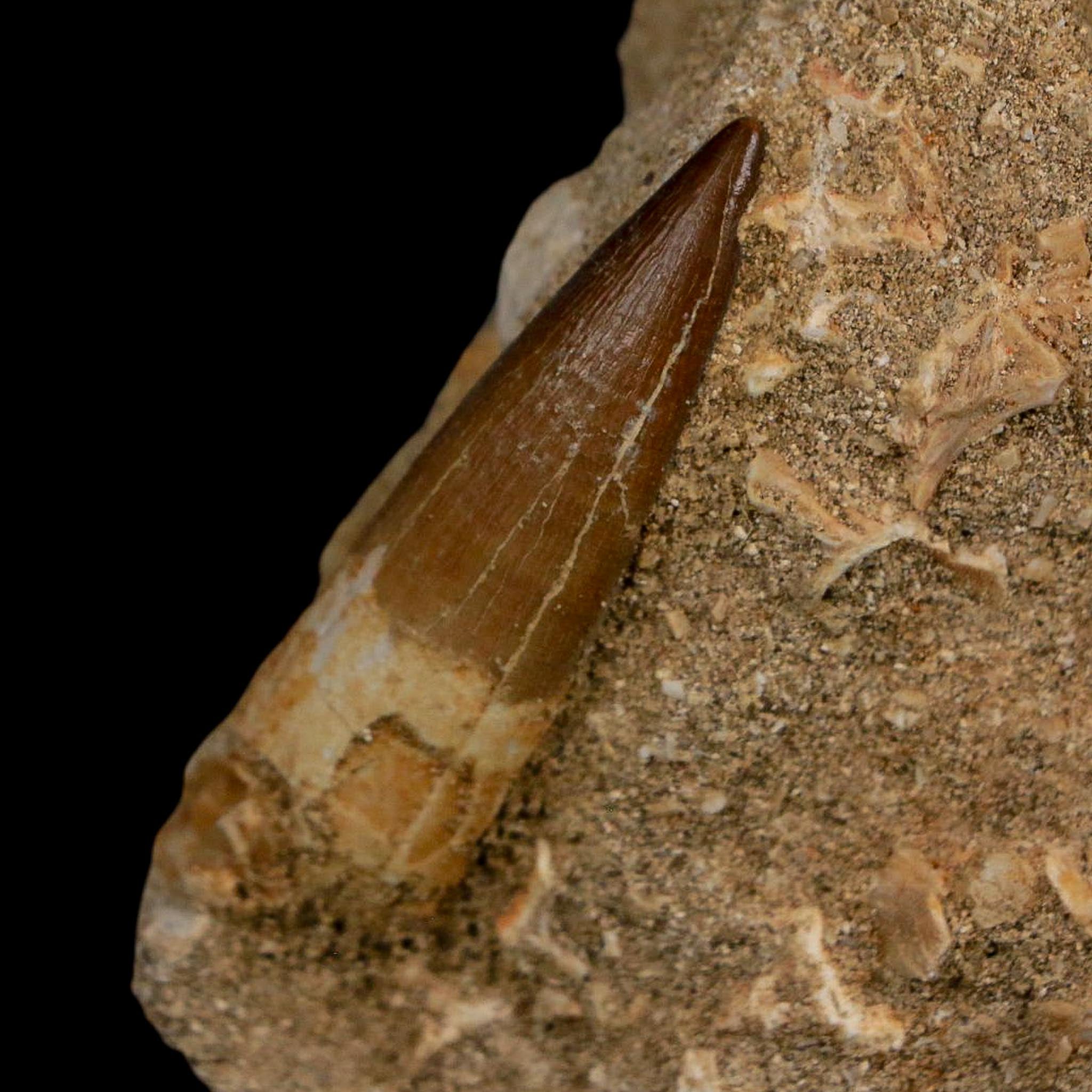 1.6" Plesiosaur Zarafasaura Tooth Fossil In Matrix Cretaceous Dinosaur Era COA