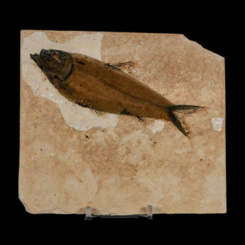 XL 4.6" Knightia Eocaena Fossil Fish Green River FM Wyoming Eocene Age COA & Stand - Fossil Age Minerals