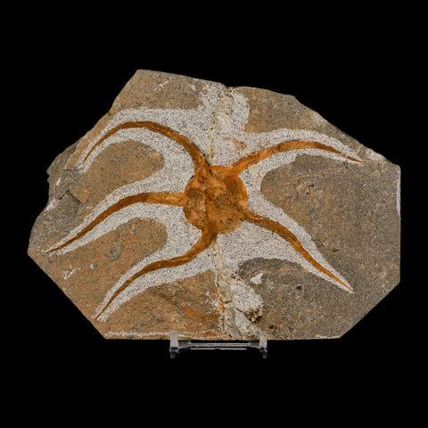 5.5" Brittle Star Ophiura Sp Starfish Fossil Ordovician Age Morocco COA & Stand - Fossil Age Minerals
