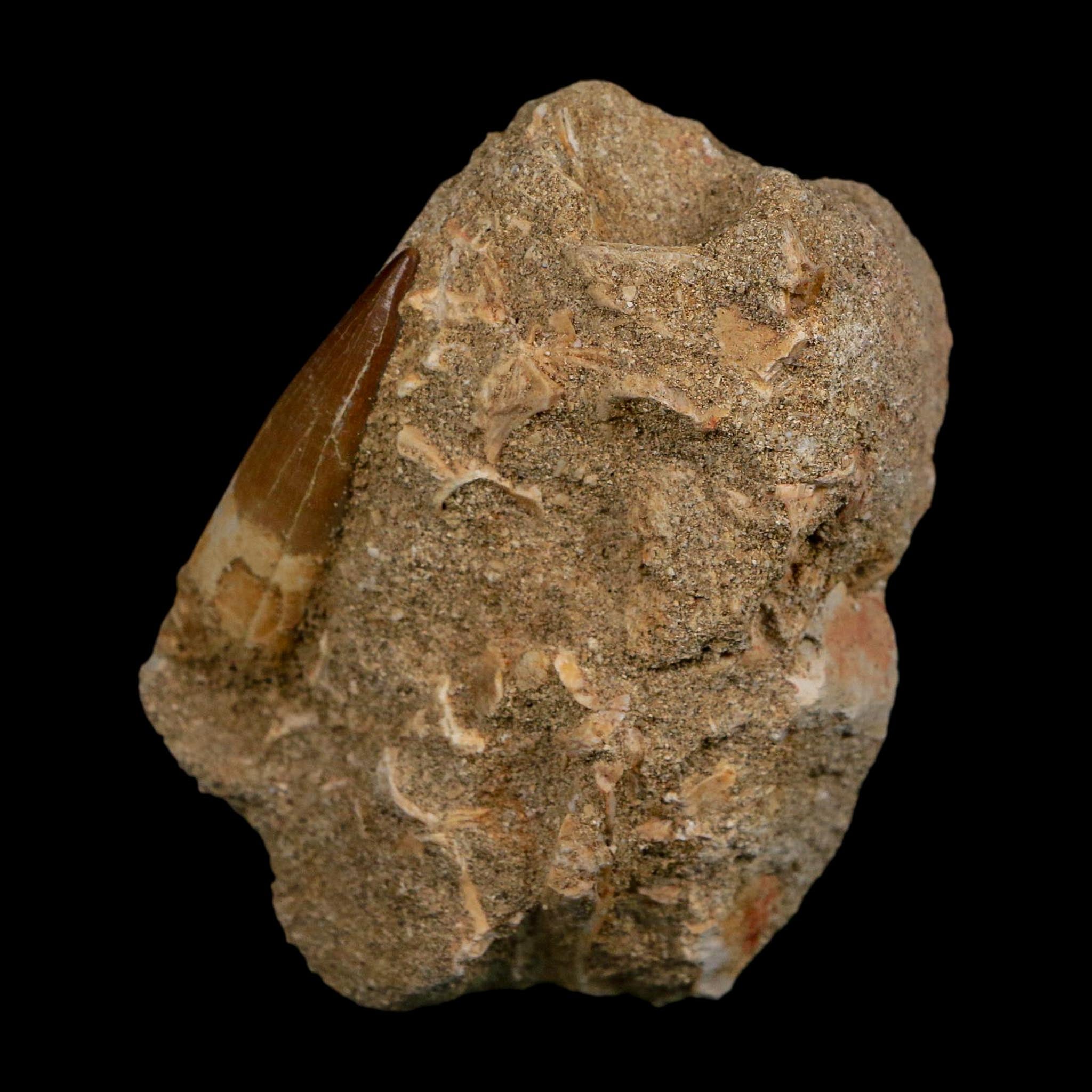 1.6" Plesiosaur Zarafasaura Tooth Fossil In Matrix Cretaceous Dinosaur Era COA