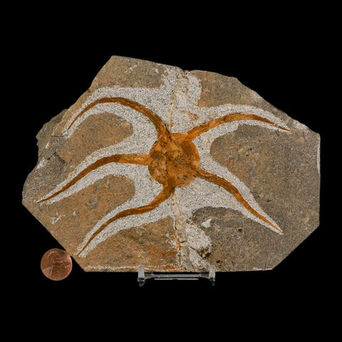 5.5" Brittle Star Ophiura Sp Starfish Fossil Ordovician Age Morocco COA & Stand - Fossil Age Minerals