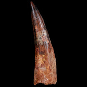 XXL 4.3" Spinosaurus Fossil Tooth 100 Mil Yrs Old Cretaceous Dinosaur COA & Stand