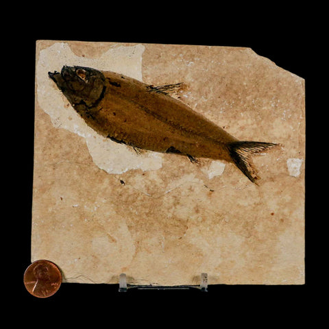 XL 4.6" Knightia Eocaena Fossil Fish Green River FM Wyoming Eocene Age COA & Stand - Fossil Age Minerals