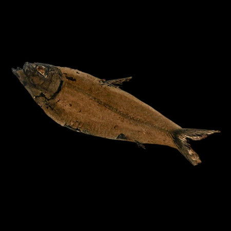 XL 4.6" Knightia Eocaena Fossil Fish Green River FM Wyoming Eocene Age COA & Stand