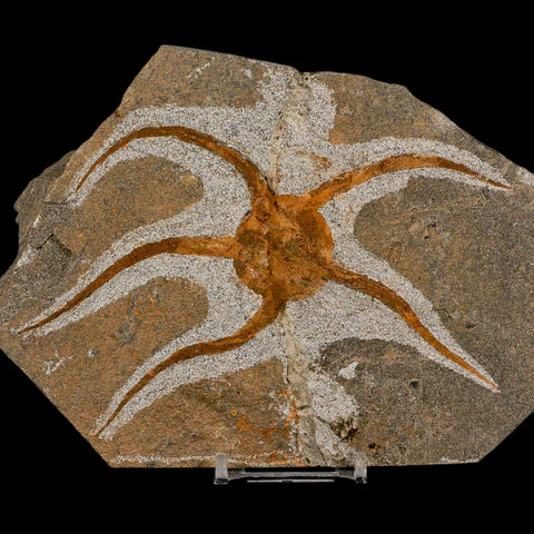5.5" Brittle Star Ophiura Sp Starfish Fossil Ordovician Age Morocco COA & Stand - Fossil Age Minerals