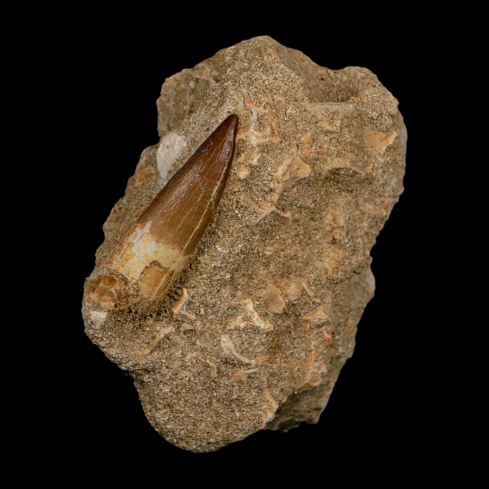 1.6" Plesiosaur Zarafasaura Tooth Fossil In Matrix Cretaceous Dinosaur Era COA