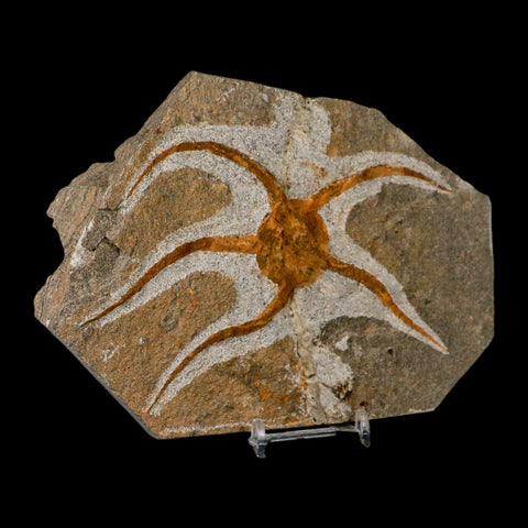 5.5" Brittle Star Ophiura Sp Starfish Fossil Ordovician Age Morocco COA & Stand - Fossil Age Minerals