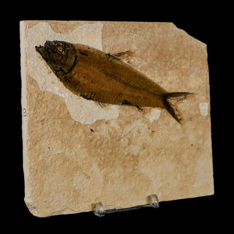 XL 4.6" Knightia Eocaena Fossil Fish Green River FM Wyoming Eocene Age COA & Stand - Fossil Age Minerals