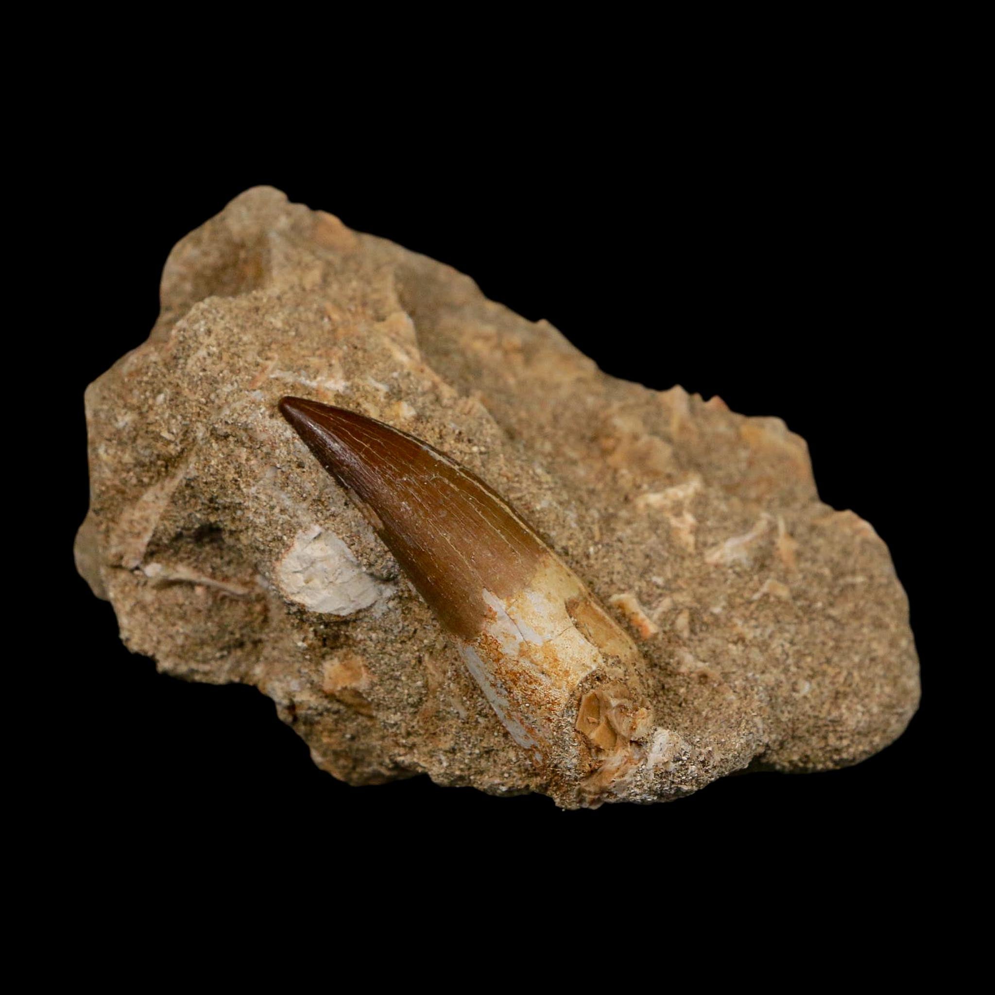 1.6" Plesiosaur Zarafasaura Tooth Fossil In Matrix Cretaceous Dinosaur Era COA