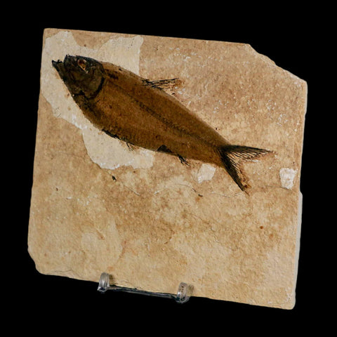 XL 4.6" Knightia Eocaena Fossil Fish Green River FM Wyoming Eocene Age COA & Stand - Fossil Age Minerals