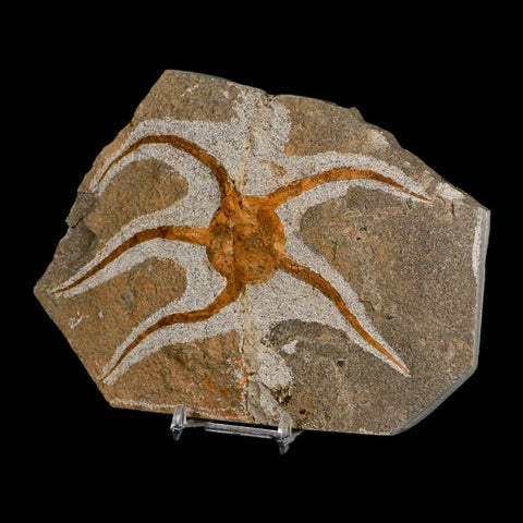 5.5" Brittle Star Ophiura Sp Starfish Fossil Ordovician Age Morocco COA & Stand - Fossil Age Minerals