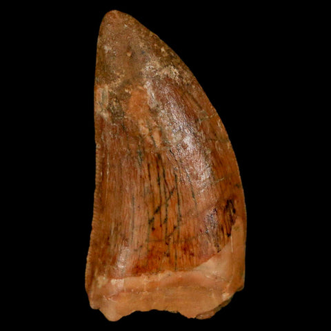 1.1" Carcharodontosaurus Fossil Tooth Cretaceous Dinosaur Morocco COA, Display - Fossil Age Minerals