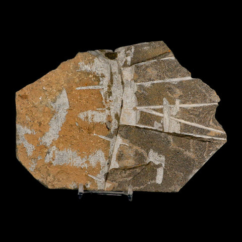 5.5" Brittle Star Ophiura Sp Starfish Fossil Ordovician Age Morocco COA & Stand - Fossil Age Minerals