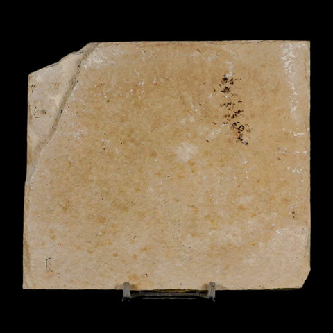 XL 4.6" Knightia Eocaena Fossil Fish Green River FM Wyoming Eocene Age COA & Stand - Fossil Age Minerals