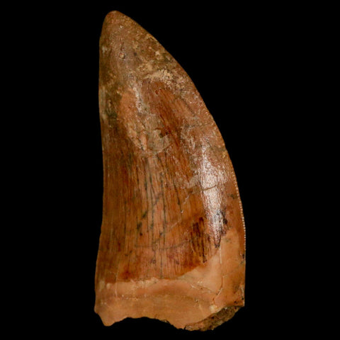 1.1" Carcharodontosaurus Fossil Tooth Cretaceous Dinosaur Morocco COA, Display - Fossil Age Minerals