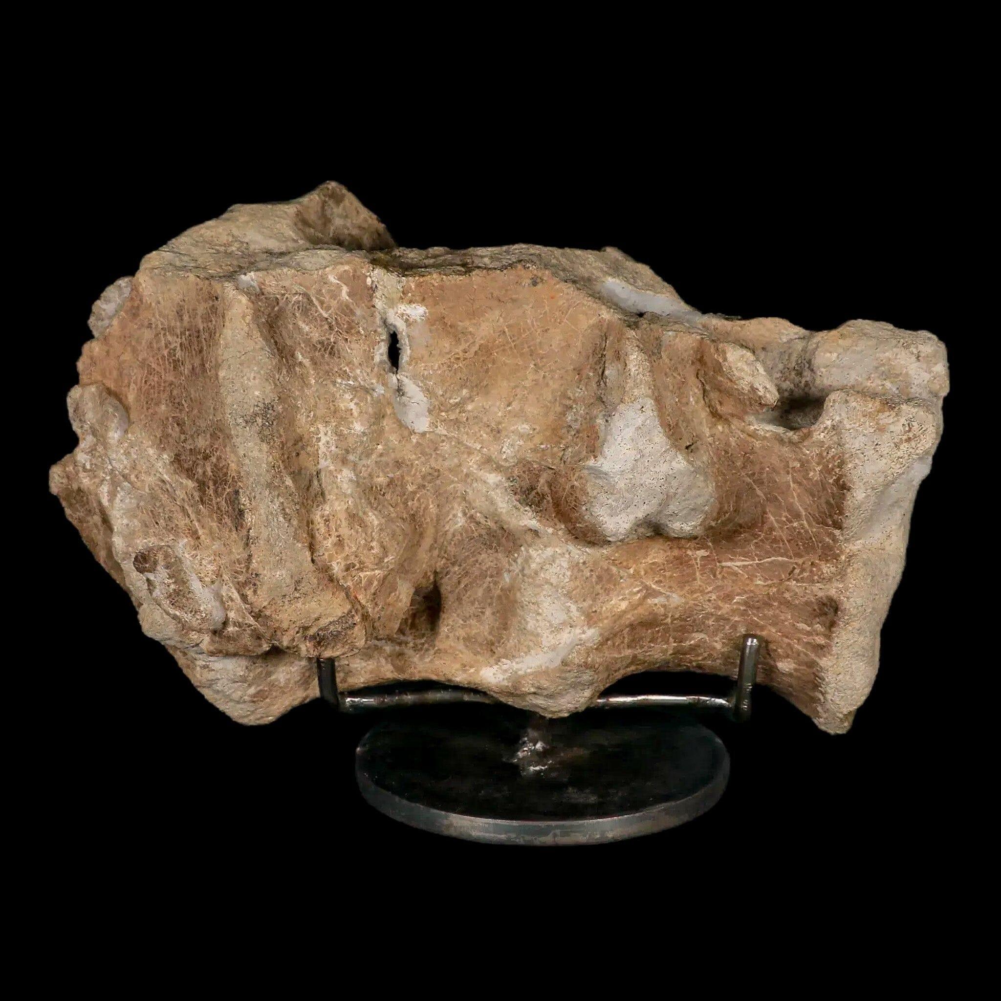 9.2" Maiasaura Hadrosaur Dinosaur Sacrum Bone Fossil Two Medicine FM MT COA Stand - Fossil Age Minerals