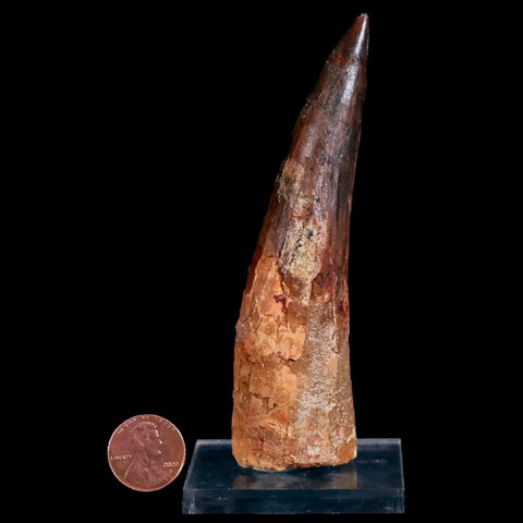 XXL 4.3" Spinosaurus Fossil Tooth 100 Mil Yrs Old Cretaceous Dinosaur COA & Stand - Fossil Age Minerals