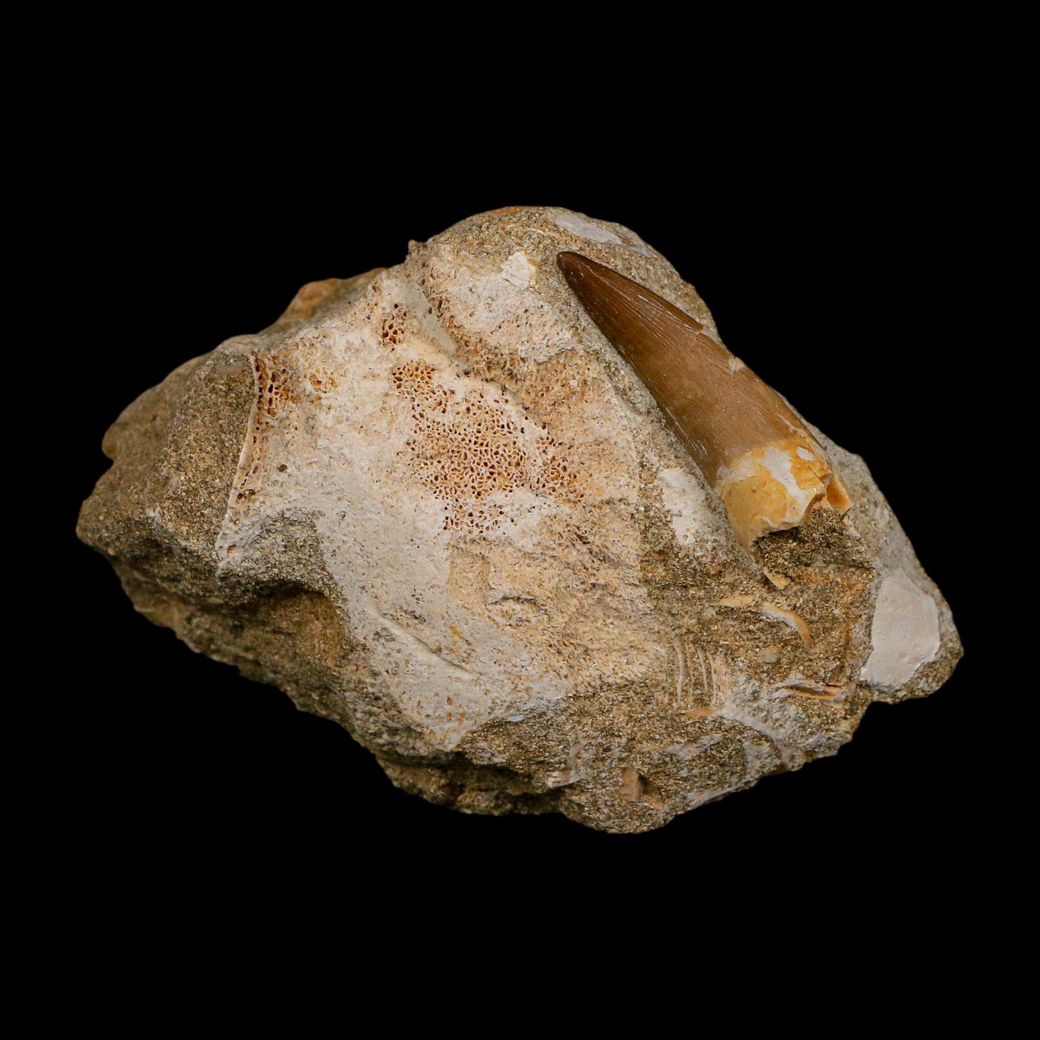 1.7" Plesiosaur Zarafasaura Tooth Fossil In Matrix Cretaceous Dinosaur Era COA