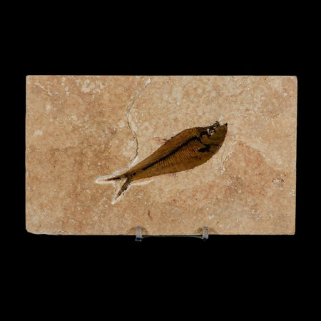 3.2" Diplomystus Dentatus Fossil Fish Green River FM WY Eocene Age COA, Stand