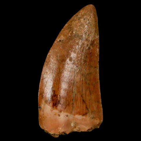 1.1" Carcharodontosaurus Fossil Tooth Cretaceous Dinosaur Morocco COA, Display - Fossil Age Minerals