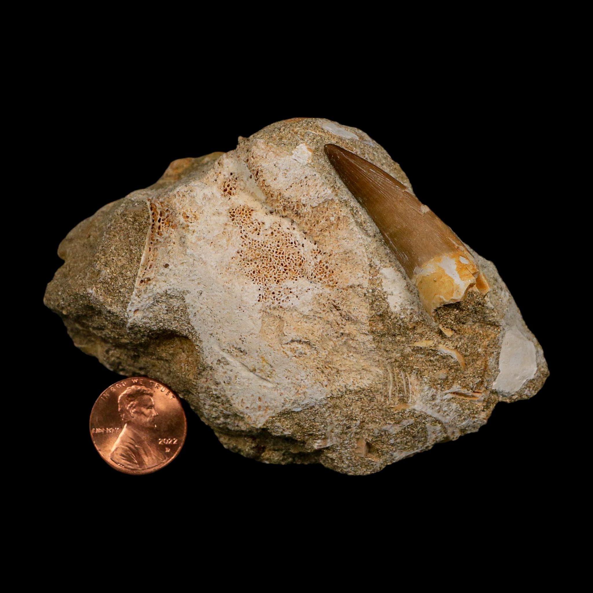 1.7" Plesiosaur Zarafasaura Tooth Fossil In Matrix Cretaceous Dinosaur Era COA