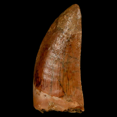 1.1" Carcharodontosaurus Fossil Tooth Cretaceous Dinosaur Morocco COA, Display - Fossil Age Minerals