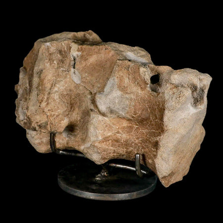 9.2" Maiasaura Hadrosaur Dinosaur Sacrum Bone Fossil Two Medicine FM MT COA Stand