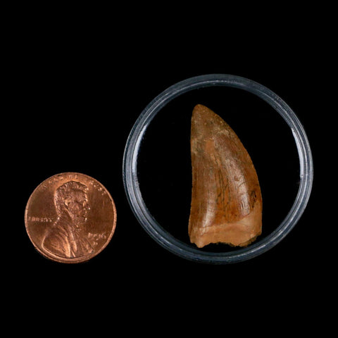 1.1" Carcharodontosaurus Fossil Tooth Cretaceous Dinosaur Morocco COA, Display - Fossil Age Minerals
