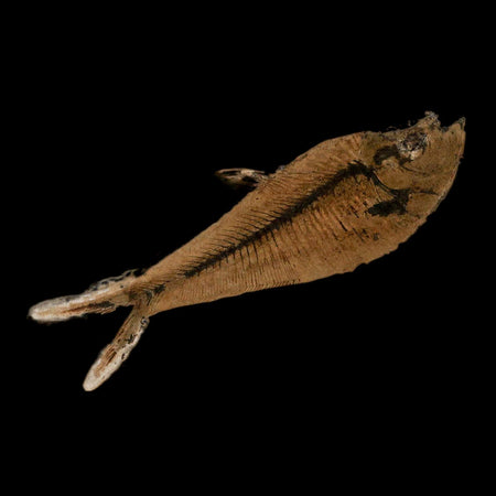 3.2" Diplomystus Dentatus Fossil Fish Green River FM WY Eocene Age COA, Stand