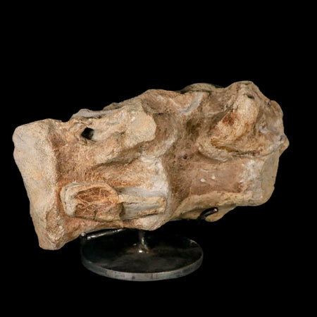9.2" Maiasaura Hadrosaur Dinosaur Sacrum Bone Fossil Two Medicine FM MT COA Stand