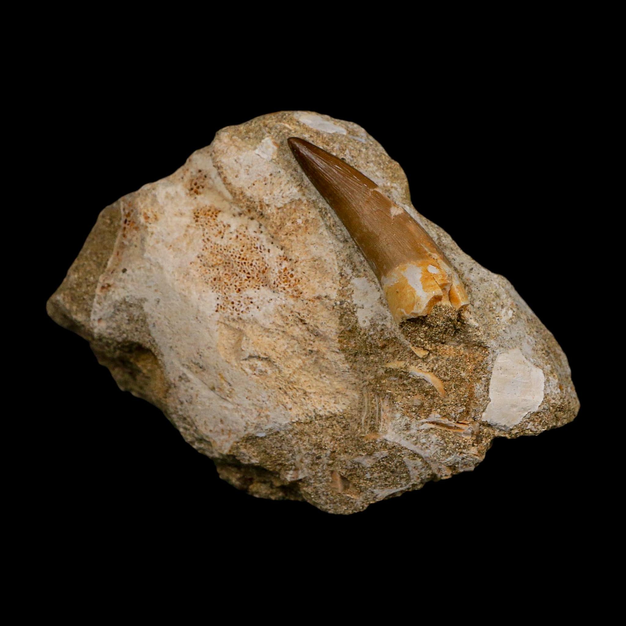 1.7" Plesiosaur Zarafasaura Tooth Fossil In Matrix Cretaceous Dinosaur Era COA