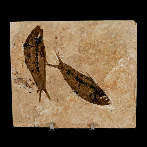 2 Two Knightia Eocaena Fossil Fish Green River FM Wyoming Eocene Age COA & Stand - Fossil Age Minerals