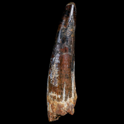 XXL 4.5" Spinosaurus Fossil Tooth 100 Million Years Old Cretaceous Dinosaur COA - Fossil Age Minerals