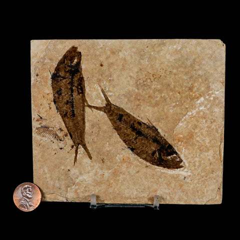2 Two Knightia Eocaena Fossil Fish Green River FM Wyoming Eocene Age COA & Stand - Fossil Age Minerals