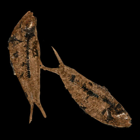 2 Two Knightia Eocaena Fossil Fish Green River FM Wyoming Eocene Age COA & Stand - Fossil Age Minerals