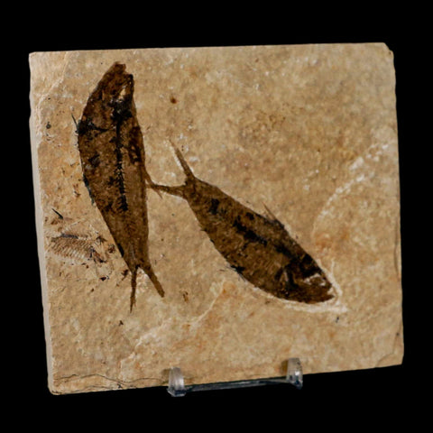 2 Two Knightia Eocaena Fossil Fish Green River FM Wyoming Eocene Age COA & Stand - Fossil Age Minerals