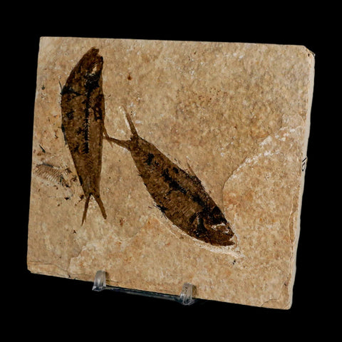 2 Two Knightia Eocaena Fossil Fish Green River FM Wyoming Eocene Age COA & Stand - Fossil Age Minerals