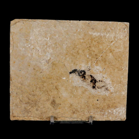 2 Two Knightia Eocaena Fossil Fish Green River FM Wyoming Eocene Age COA & Stand - Fossil Age Minerals