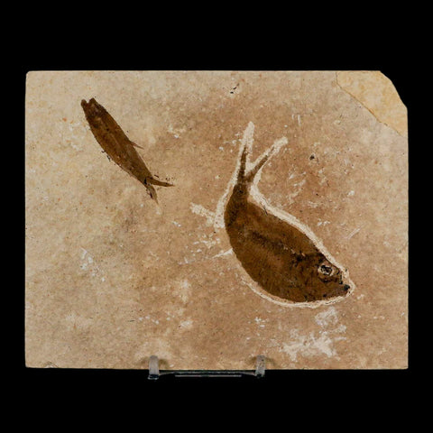 Diplomystus Dentatus And Knightia Fossil Fish Green River FM Wyoming COA, Stand - Fossil Age Minerals