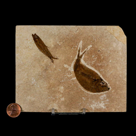 Diplomystus Dentatus And Knightia Fossil Fish Green River FM Wyoming COA, Stand - Fossil Age Minerals