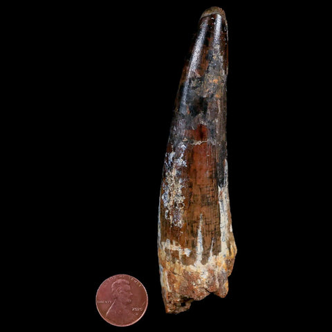 XXL 4.5" Spinosaurus Fossil Tooth 100 Million Years Old Cretaceous Dinosaur COA - Fossil Age Minerals