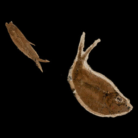 Diplomystus Dentatus And Knightia Fossil Fish Green River FM Wyoming COA, Stand