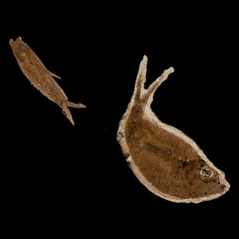 Diplomystus Dentatus And Knightia Fossil Fish Green River FM Wyoming COA, Stand - Fossil Age Minerals