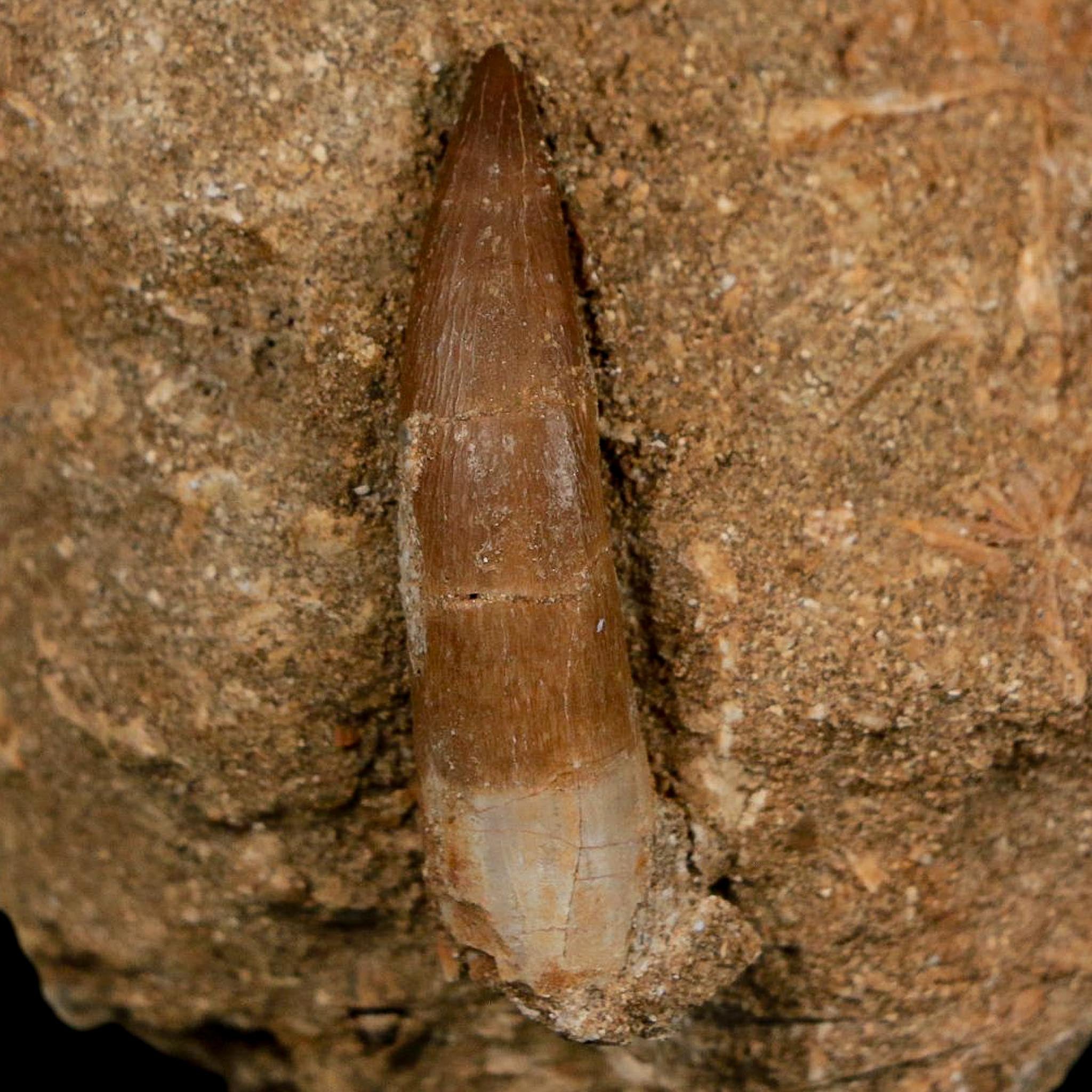 1.8" Plesiosaur Zarafasaura Tooth Fossil In Matrix Cretaceous Dinosaur Era COA