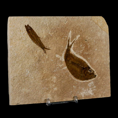 Diplomystus Dentatus And Knightia Fossil Fish Green River FM Wyoming COA, Stand - Fossil Age Minerals