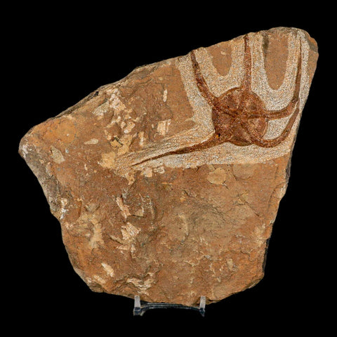 4.9" Brittle Star Ophiura Sp Starfish Fossil Ordovician Age Morocco COA & Stand - Fossil Age Minerals