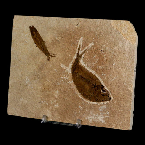 Diplomystus Dentatus And Knightia Fossil Fish Green River FM Wyoming COA, Stand - Fossil Age Minerals