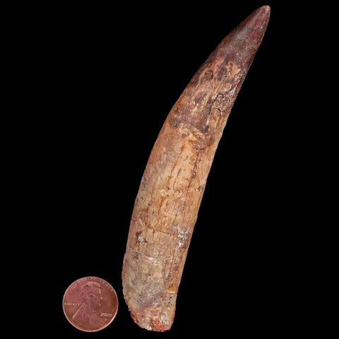 XXL 4.7" Spinosaurus Fossil Tooth 100 Million Years Old Cretaceous Dinosaur COA - Fossil Age Minerals